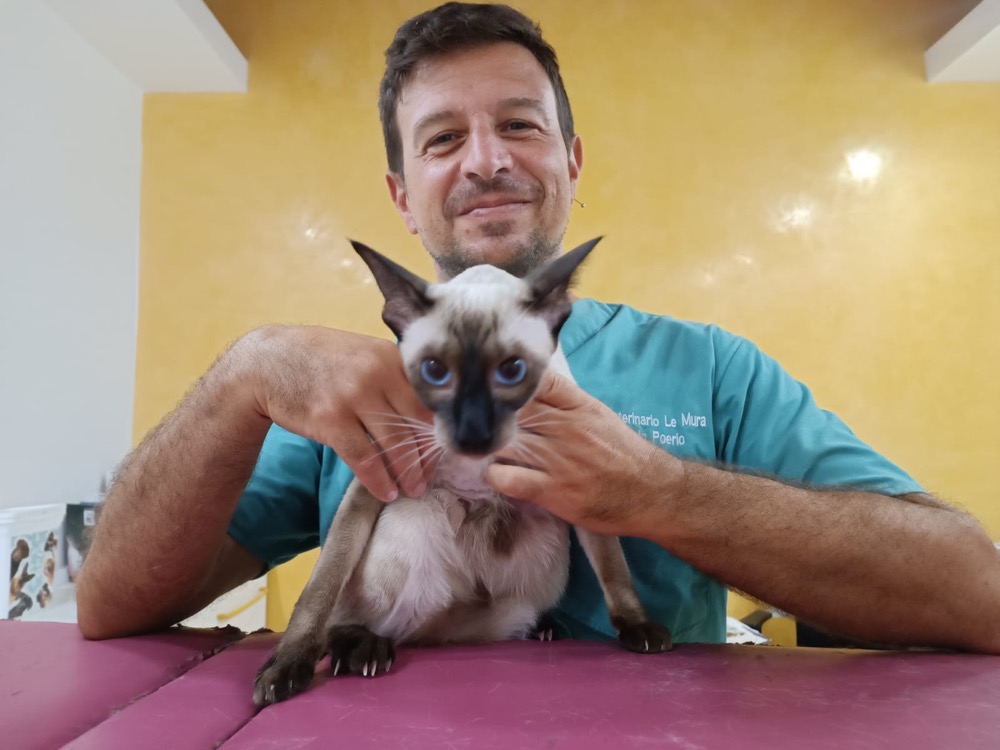 Veterinario dell'Ambulatorio Le Mura durante la visita a un gatto